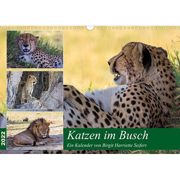 Katzen im Busch (Wandkalender 2022 DIN A3 quer), Birgit Harriette Seifert
