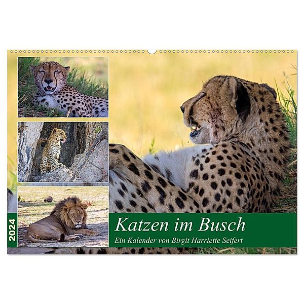 Katzen im Busch (Wandkalender 2024 DIN A2 quer), CALVENDO Monatskalender, Birgit Harriette Seifert