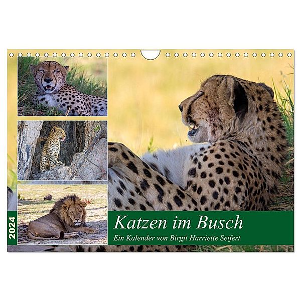 Katzen im Busch (Wandkalender 2024 DIN A4 quer), CALVENDO Monatskalender, Birgit Harriette Seifert