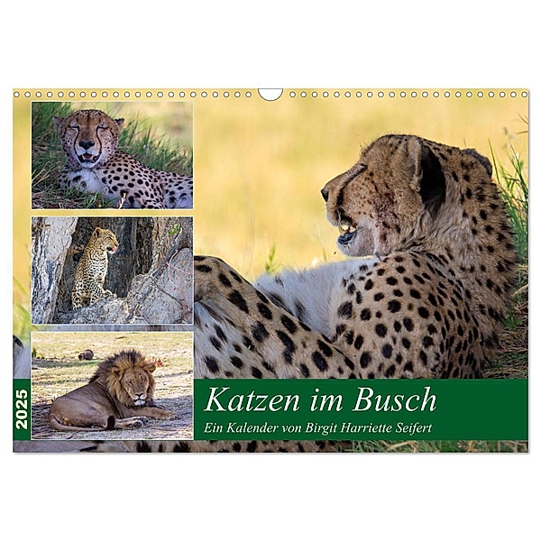 Katzen im Busch (Wandkalender 2025 DIN A3 quer), CALVENDO Monatskalender, Calvendo, Birgit Harriette Seifert