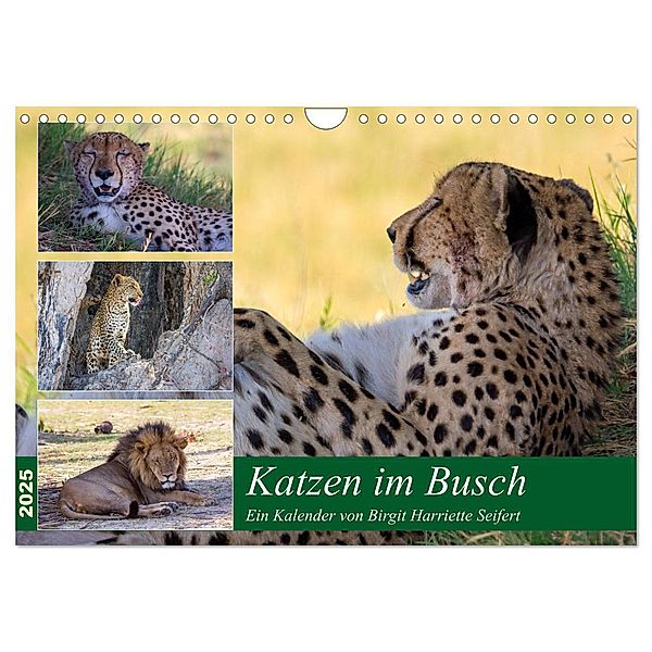 Katzen im Busch (Wandkalender 2025 DIN A4 quer), CALVENDO Monatskalender, Calvendo, Birgit Harriette Seifert