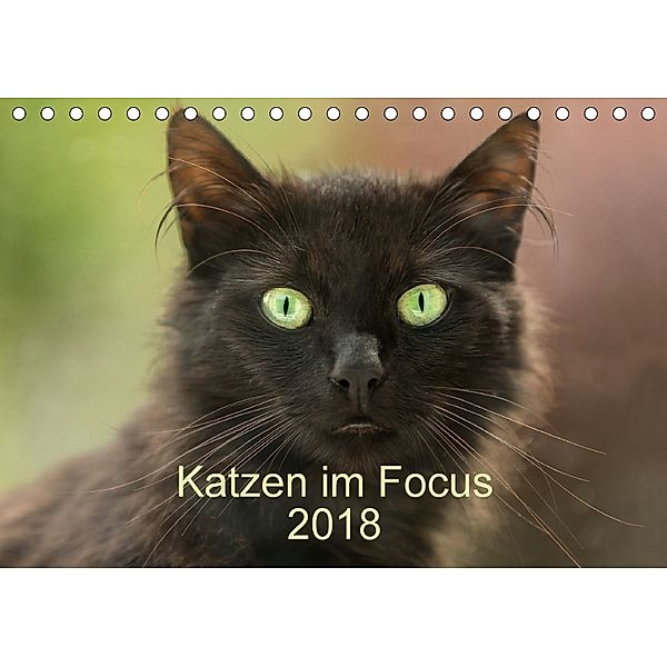 Katzen im Focus 2018 (Tischkalender 2018 DIN A5 quer), Stefanie Rehpöhler