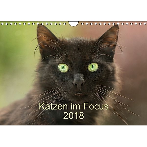 Katzen im Focus 2018 (Wandkalender 2018 DIN A4 quer), Stefanie Rehpöhler