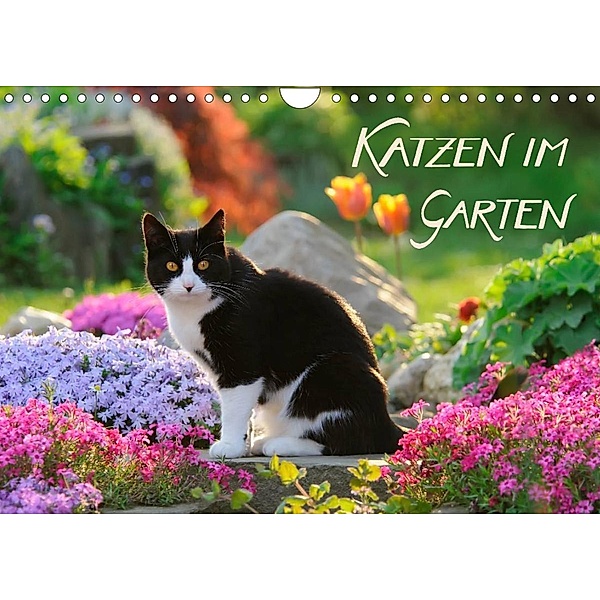 Katzen im Garten (Wandkalender 2023 DIN A4 quer), Katho Menden