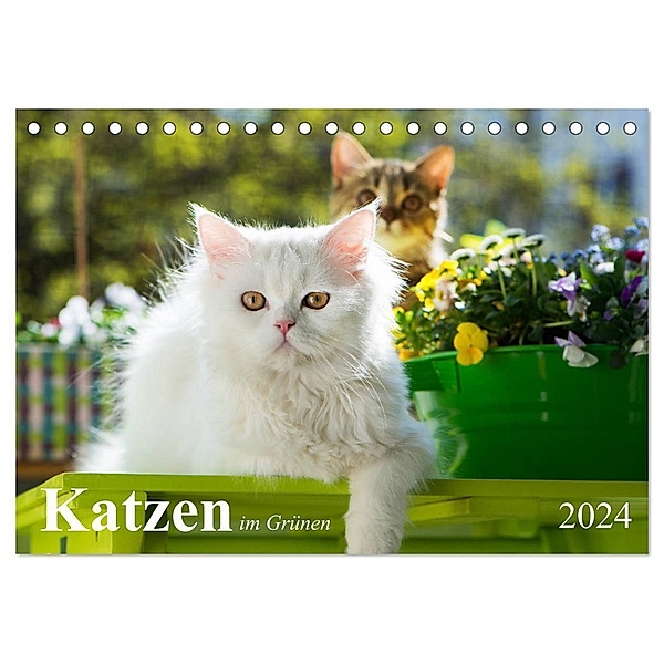 Katzen im Grünen (Tischkalender 2024 DIN A5 quer), CALVENDO Monatskalender, Judith dzierzawa