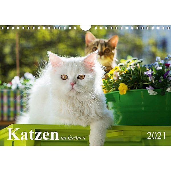 Katzen im Grünen (Wandkalender 2021 DIN A4 quer), Judith Dzierzawa