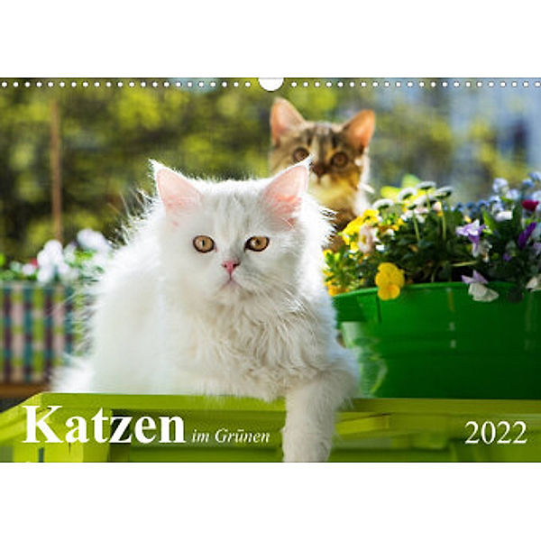 Katzen im Grünen (Wandkalender 2022 DIN A3 quer), Judith Dzierzawa