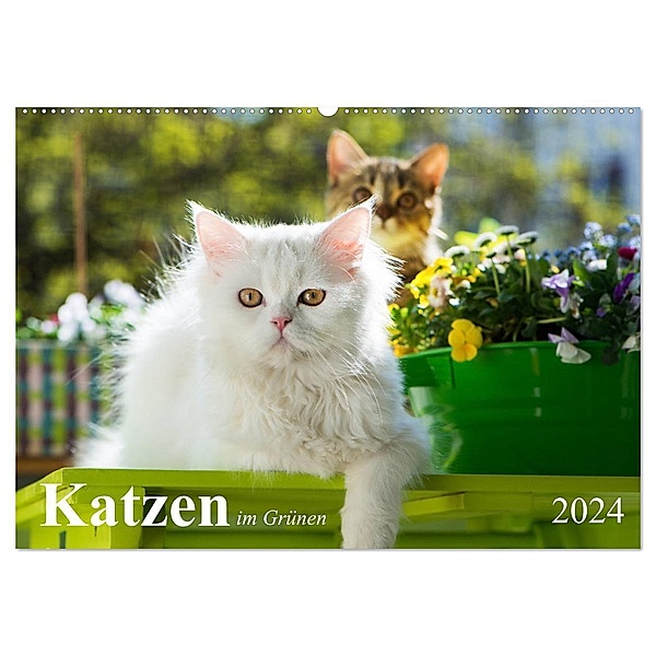 Katzen im Grünen (Wandkalender 2024 DIN A2 quer), CALVENDO Monatskalender, Judith dzierzawa