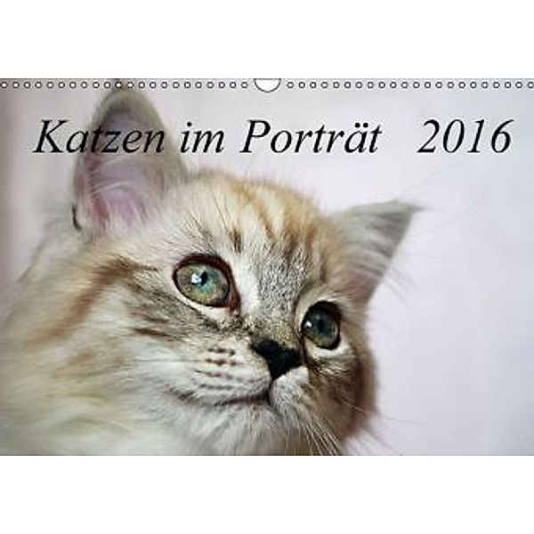 Katzen im Porträt / Geburtstagskalender (Wandkalender 2016 DIN A3 quer), Jennifer Chrystal