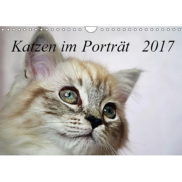 Katzen im Porträt / Geburtstagskalender (Wandkalender 2017 DIN A4 quer), Jennifer Chrystal