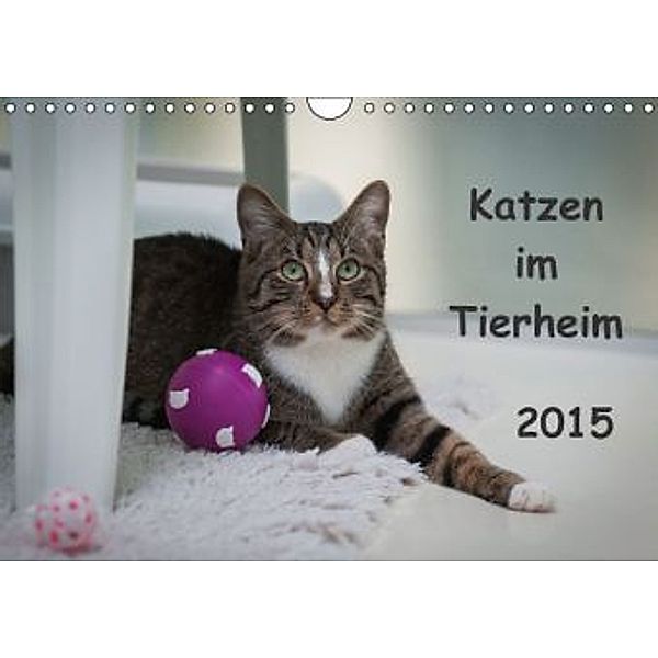 Katzen im Tierheim (Wandkalender 2015 DIN A4 quer), Uschi Lang