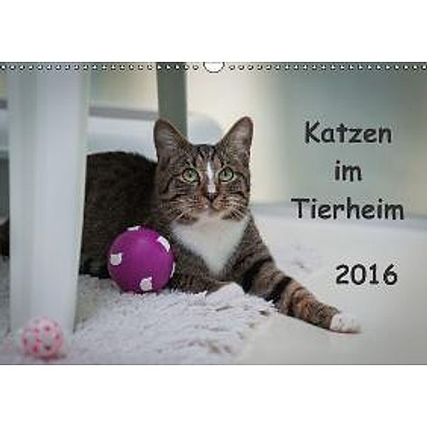 Katzen im Tierheim (Wandkalender 2016 DIN A3 quer), Uschi Lang