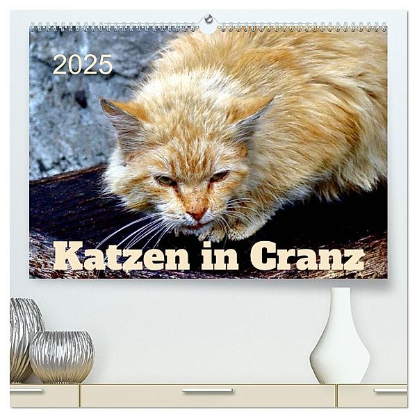 Katzen in Cranz (hochwertiger Premium Wandkalender 2025 DIN A2 quer), Kunstdruck in Hochglanz, Calvendo, Henning von Löwis of Menar