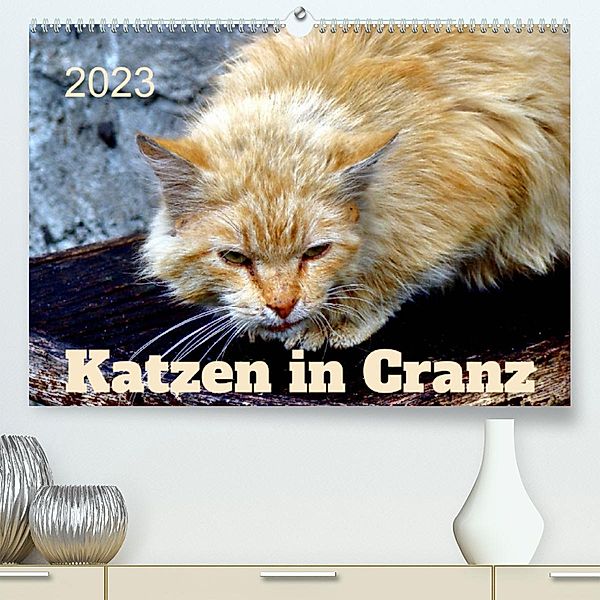 Katzen in Cranz (Premium, hochwertiger DIN A2 Wandkalender 2023, Kunstdruck in Hochglanz), Henning von Löwis of Menar, Henning von Löwis of Menar