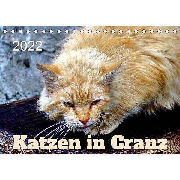 Katzen in Cranz (Tischkalender 2022 DIN A5 quer), Henning von Löwis of Menar, Henning von Löwis of Menar