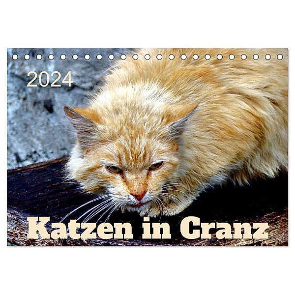 Katzen in Cranz (Tischkalender 2024 DIN A5 quer), CALVENDO Monatskalender, Henning von Löwis of Menar
