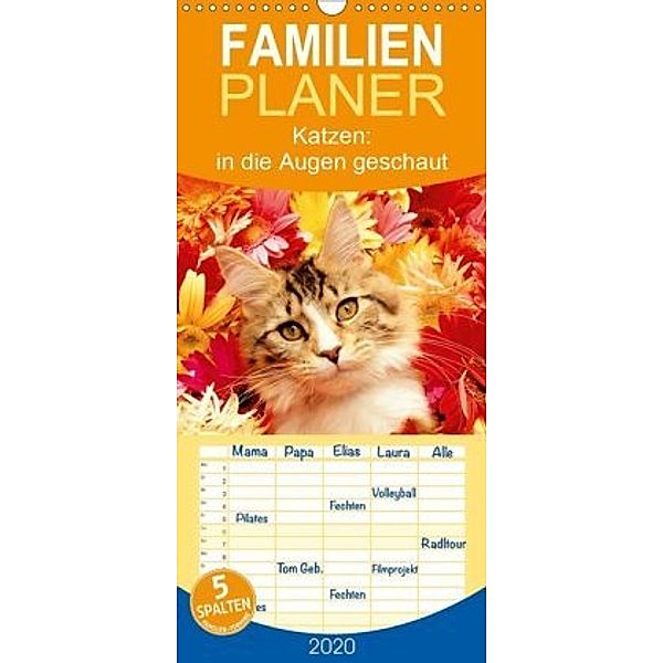 Katzen: in die Augen geschaut - Familienplaner hoch (Wandkalender 2020 , 21 cm x 45 cm, hoch)