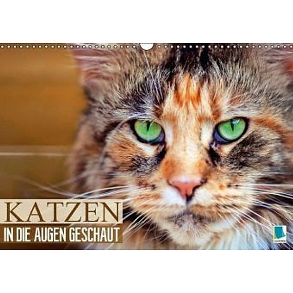 Katzen: in die Augen geschaut (Wandkalender 2016 DIN A3 quer), Calvendo