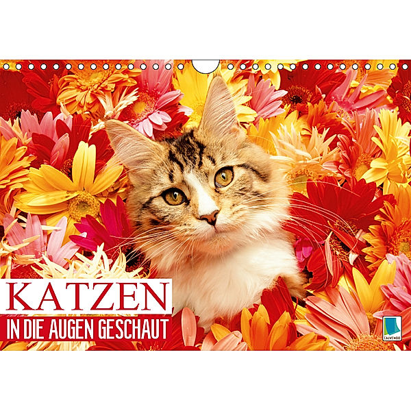 Katzen: in die Augen geschaut (Wandkalender 2019 DIN A4 quer), CALVENDO