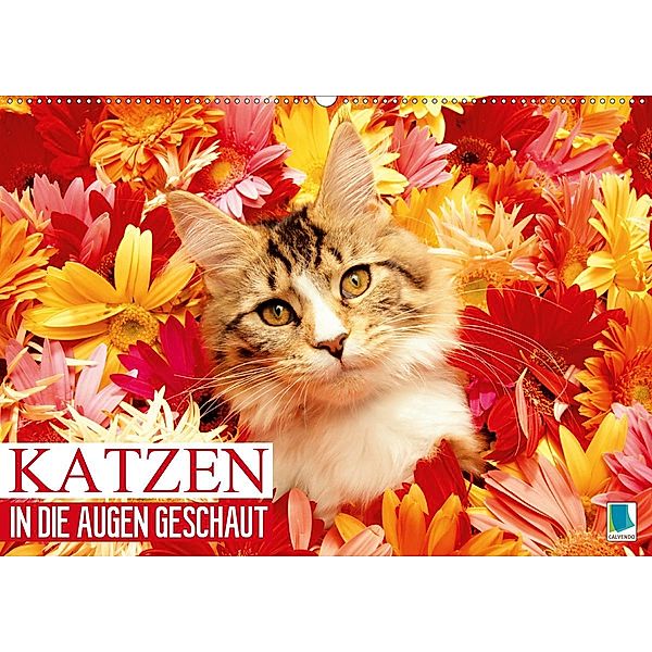 Katzen: in die Augen geschaut (Wandkalender 2020 DIN A2 quer)