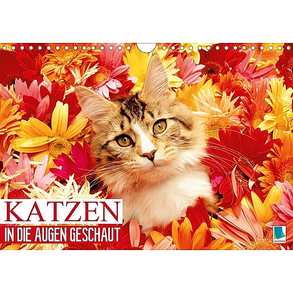 Katzen: in die Augen geschaut (Wandkalender 2021 DIN A4 quer), Calvendo