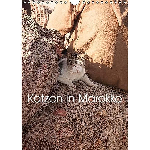 Katzen in Marokko (Wandkalender 2017 DIN A4 hoch), Anja Klein, Anja Klein + Andreas Lauermann