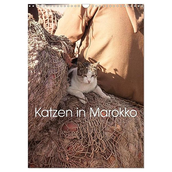 Katzen in Marokko (Wandkalender 2024 DIN A3 hoch), CALVENDO Monatskalender, Andreas Lauermann