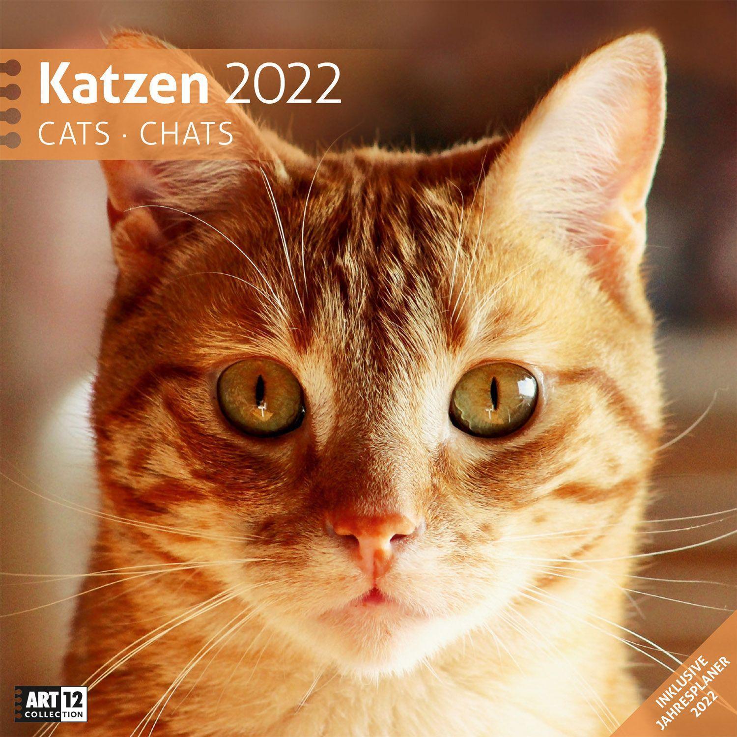 Katzen-Tageskalender 2022