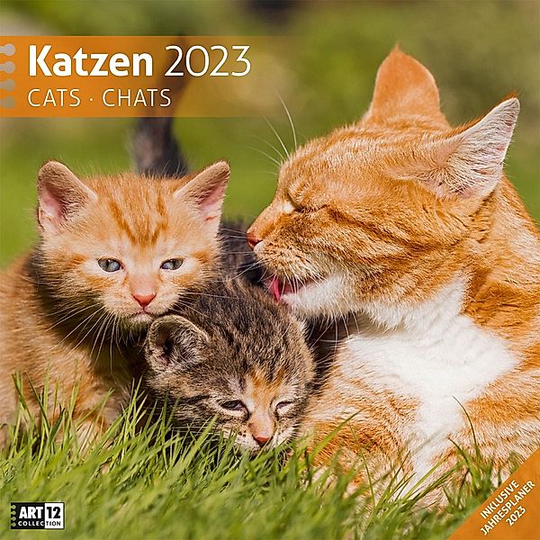 Katzen Kalender 2023 - 30x30, Ackermann Kunstverlag