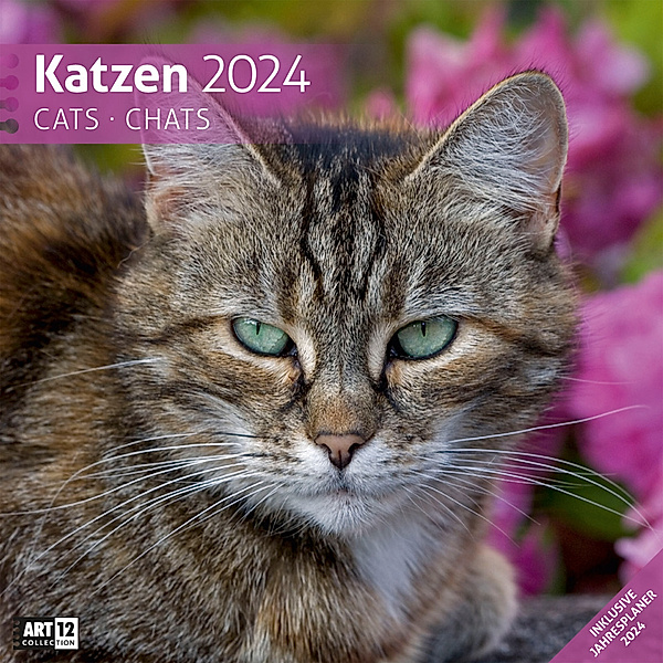 Katzen Kalender 2024 - 30x30, Ackermann Kunstverlag