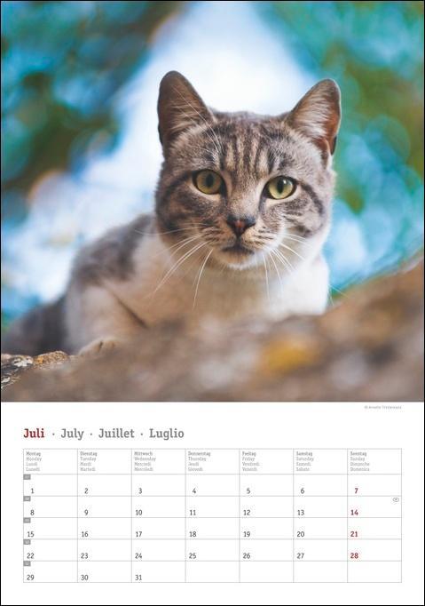 Katzen Kalender 2024 online kaufen Orbisana