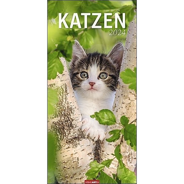 Katzen Kalender 2024. Ein XL Wandkalender, der die Samtpfoten perfekt in Szene setzt. Katzen und Kätzchen in einem länglichen Kalender. 33x68 cm Hochformat, Jean-Louis Klein, Marie-Luce Hubert