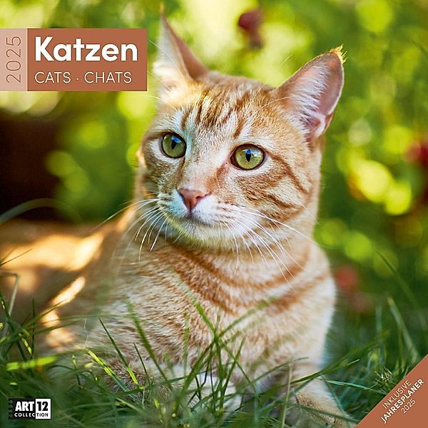 Katzen Kalender 2025 - 30x30, Ackermann Kunstverlag