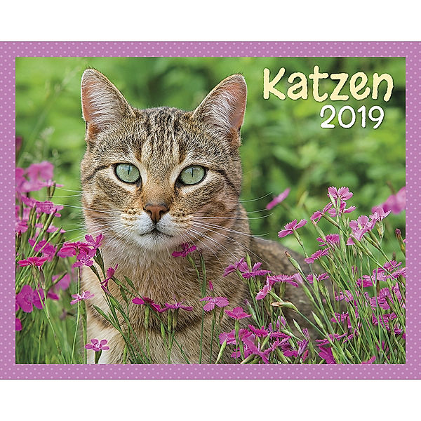 Katzen Kalender-Set 2019, 8tlg.