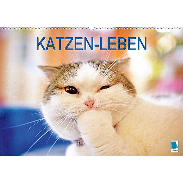 Katzen-Leben: Lustiger Haustiger (Wandkalender 2019 DIN A2 quer)