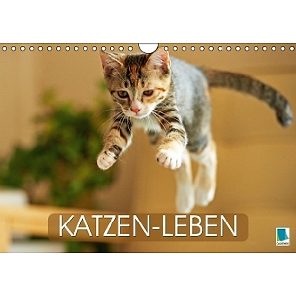 Katzen-Leben (Wandkalender 2015 DIN A4 quer), Calvendo