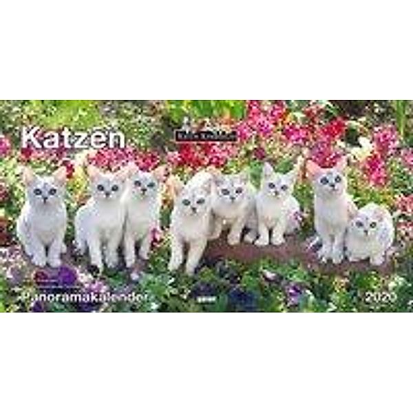 Katzen, Panoramakalender 2020