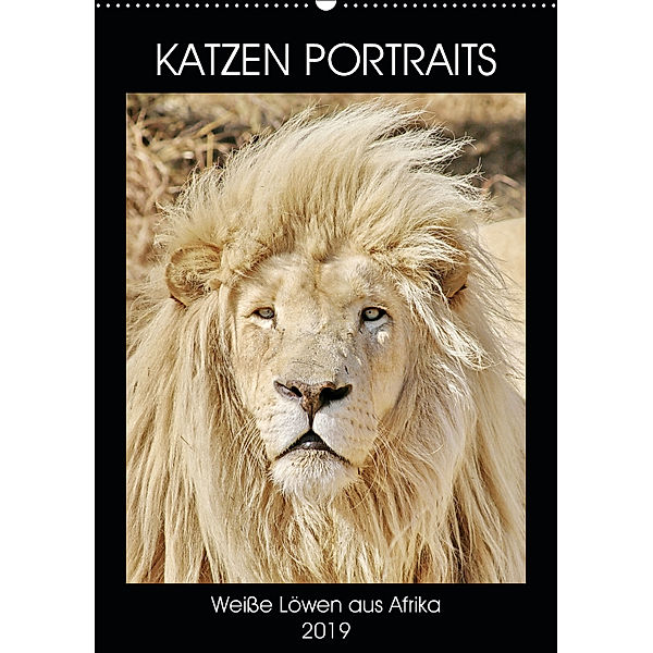 KATZEN PORTRAITS Weiße Löwen aus Afrika (Wandkalender 2019 DIN A2 hoch), N N