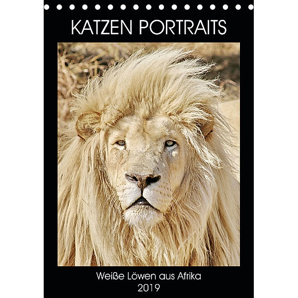 KATZEN PORTRAITS Weiße Löwen aus Afrika (Tischkalender 2019 DIN A5 hoch), N N