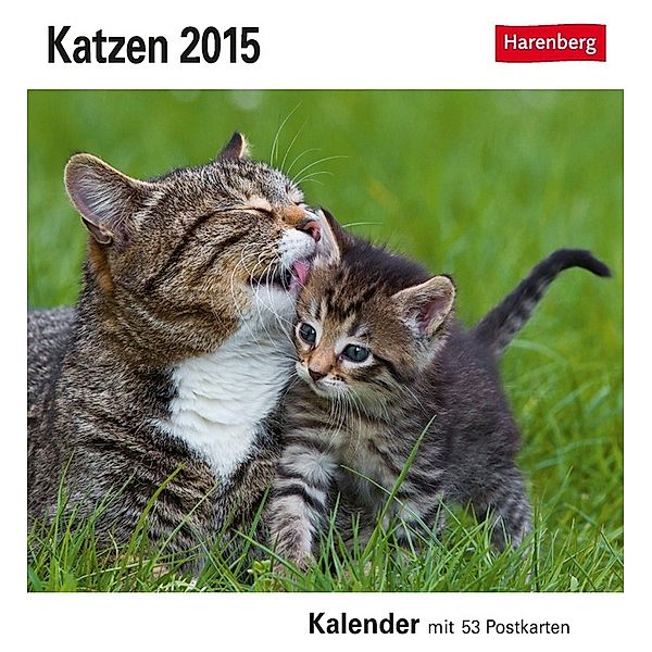 Katzen Postkartenkalender 2015