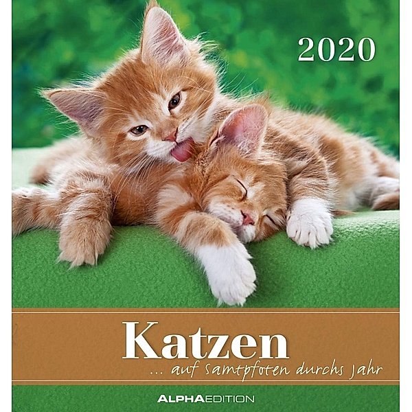 Katzen, Postkartenkalender 2020, ALPHA EDITION