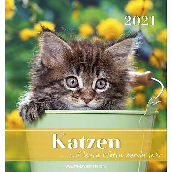 Katzen, Postkartenkalender 2021