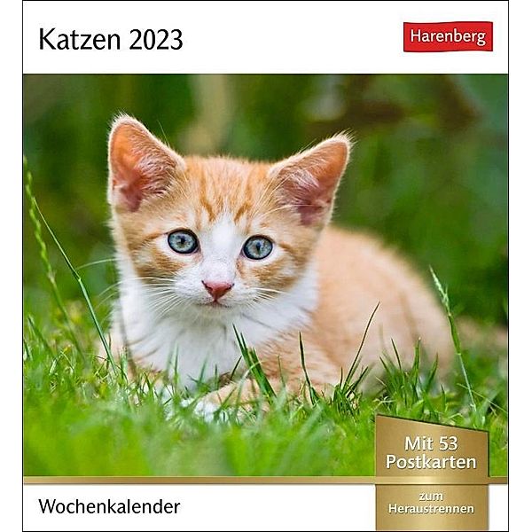 Katzen Postkartenkalender 2023. Jede Woche ein süßes Kätzchen im Postkarten-Fotokalender. Tisch-Kalender für Katzenfans,