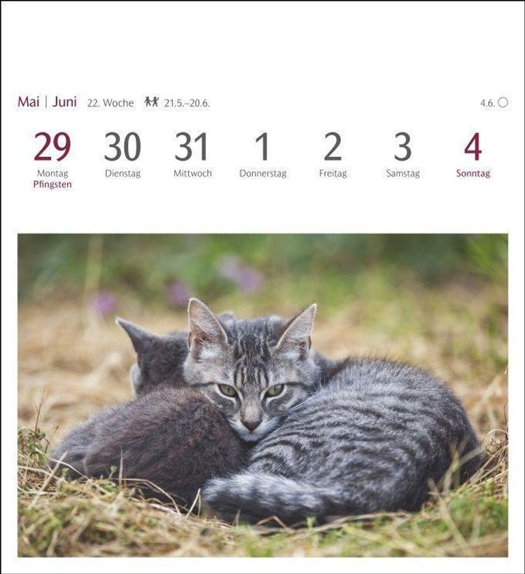 Katzen Postkartenkalender 2023. Jede Woche ein süßes Kätzchen im Postkarten- Fotokalender. Tisch-Kalender für Katzenfans, - Kalender bestellen