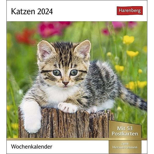 Katzen Postkartenkalender 2024. Jede Woche ein süßes Kätzchen im Postkarten-Fotokalender. Tischkalender für Katzenfans, mit 53 Postkarten zum Sammeln und Verschicken. Auch zum Aufhängen