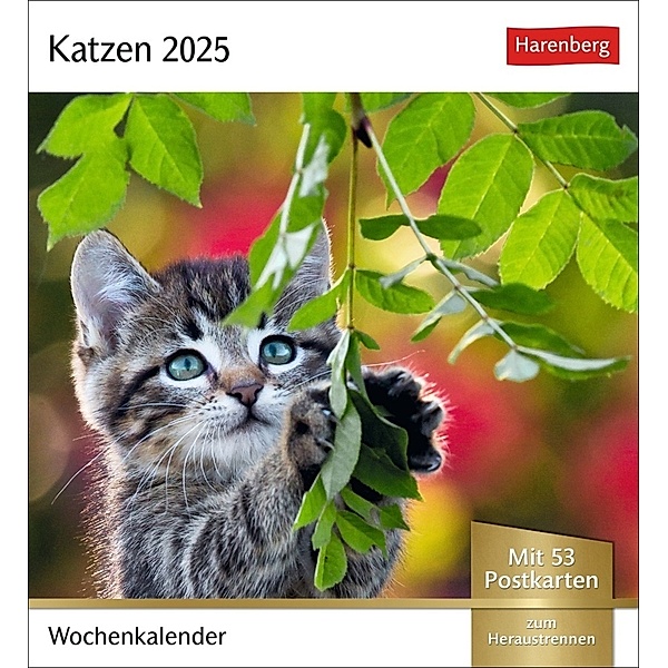 Katzen Postkartenkalender 2025 - Wochenkalender mit 53 Postkarten
