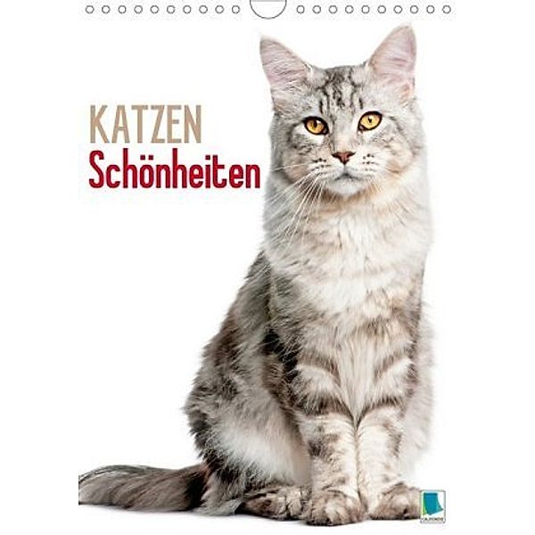 Katzen-Schönheiten (Wandkalender 2020 DIN A4 hoch)