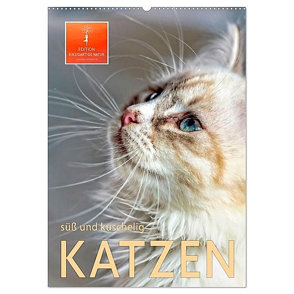 Katzen - süss und kuschelig (Wandkalender 2024 DIN A2 hoch), CALVENDO Monatskalender, Peter Roder