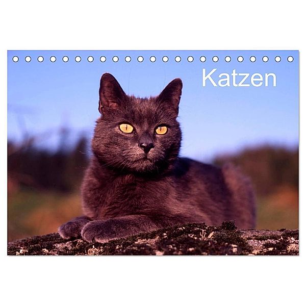 Katzen (Tischkalender 2024 DIN A5 quer), CALVENDO Monatskalender, McPHOTO