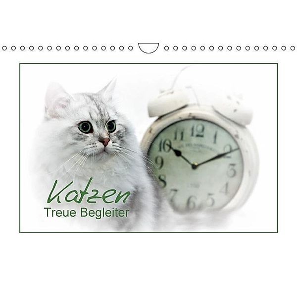 Katzen - Treue Begleiter (CH - Version) (Wandkalender 2017 DIN A4 quer), Melanie Viola